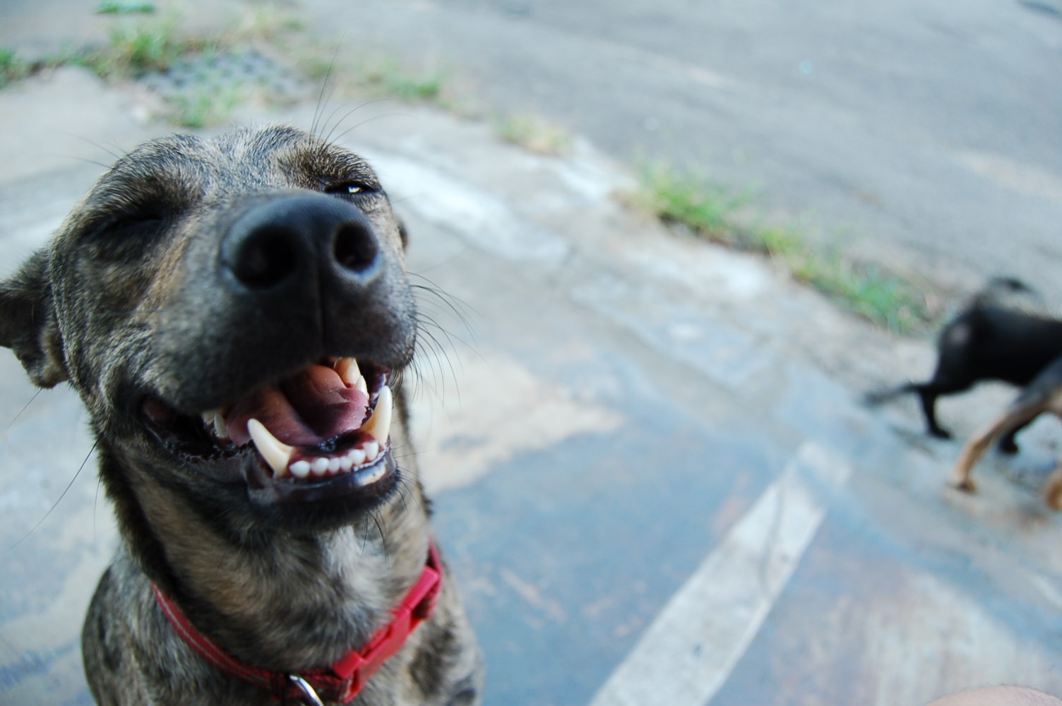 齁哩栽動物資訊網